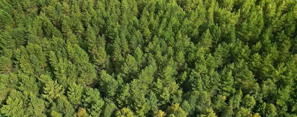 Verão Floresta Vista Superior Drone Fundo Verde Árvores Panorama Paisagem — Fotografia de Stock