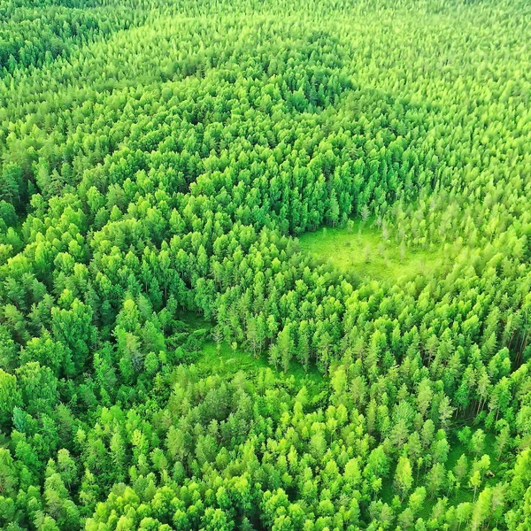 Sommer Wald Draufsicht Drohne Hintergrund Grüne Bäume Panorama Landschaft — Stockfoto