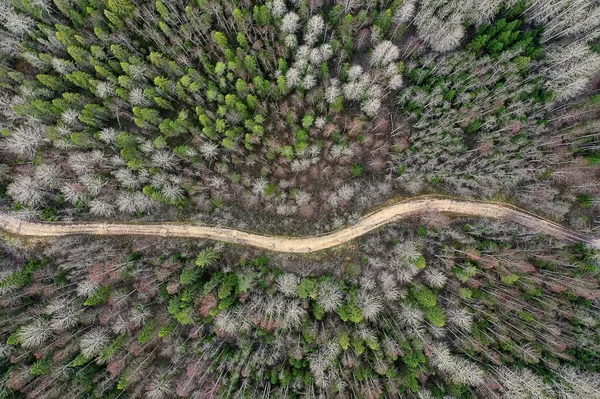 Осенний Лес Листьев Вид Сверху Беспилотником Пейзаж Природы — стоковое фото
