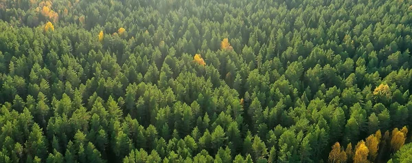 Sommer Wald Draufsicht Drohne Hintergrund Grüne Bäume Panorama Landschaft — Stockfoto