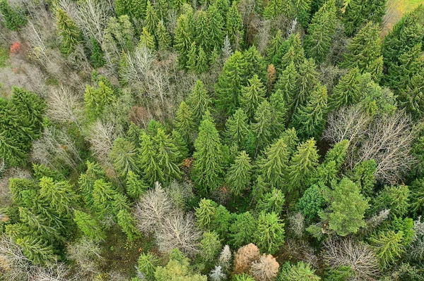 Outono Floresta Taiga Vista Drone Árvores Amarelas Paisagem Natureza Queda — Fotografia de Stock