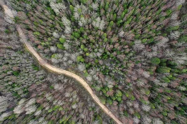 Φθινόπωρο Δάσος Χωρίς Φύλλα Top View Drone Φύση Τοπίο Φόντο — Φωτογραφία Αρχείου