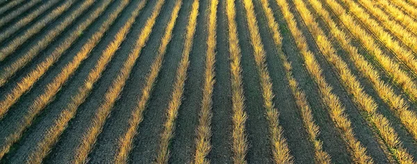Drone Widok Rolnicze Pole Krajobraz — Zdjęcie stockowe