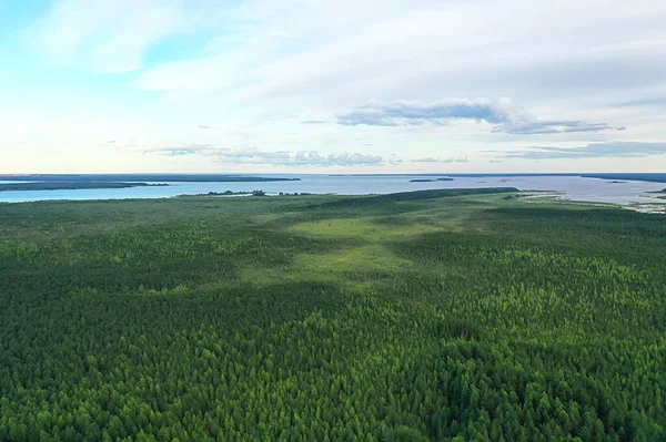 Nyári Erdő Felülnézet Drón Háttér Zöld Fák Panoráma Táj — Stock Fotó