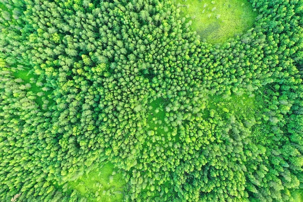 Letní Les Top View Drone Pozadí Zelené Stromy Panorama Krajina — Stock fotografie