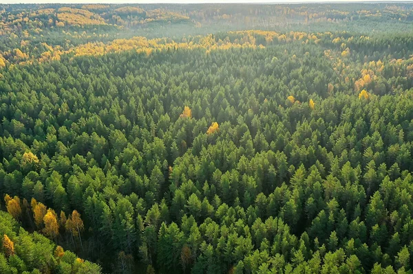Καλοκαίρι Δάσος Top View Drone Φόντο Πράσινα Δέντρα Πανόραμα Τοπίο — Φωτογραφία Αρχείου