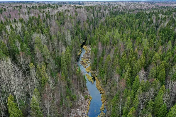 Φθινόπωρο Δάσος Χωρίς Φύλλα Top View Drone Φύση Τοπίο Φόντο — Φωτογραφία Αρχείου