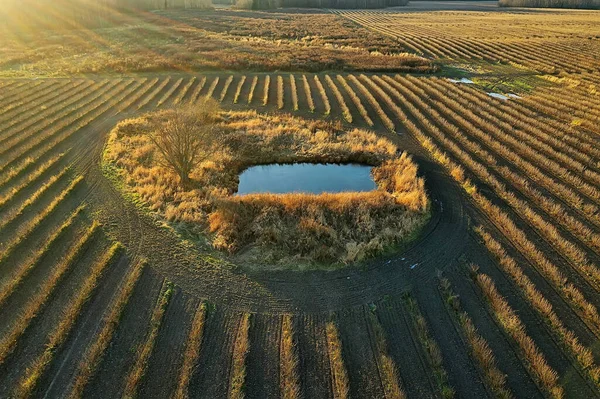 Drone Vista Campo Agricolo Paesaggio — Foto Stock