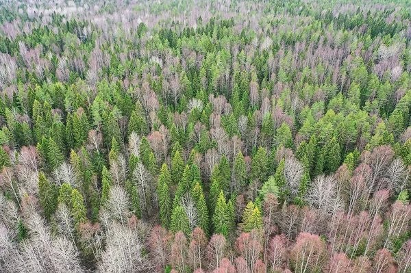 Floresta Outono Sem Folhas Vista Superior Com Drone Natureza Paisagem — Fotografia de Stock