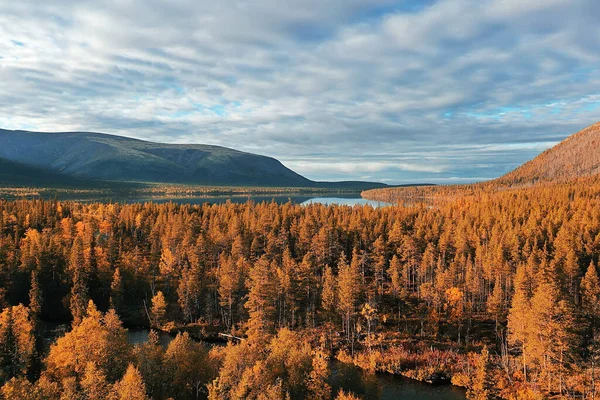 Höst Skog Taiga Utsikt Från Drönare Gula Träd Landskap Natur — Stockfoto