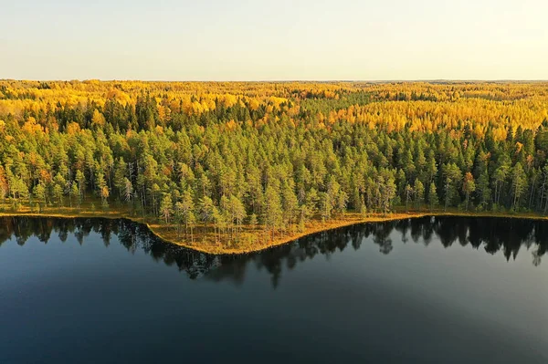 Podzimní Lesní Taiga Pohled Dronu Žluté Stromy Krajina Příroda Podzim — Stock fotografie