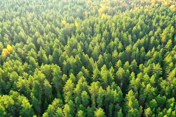 Verão Floresta Vista Superior Drone Fundo Verde Árvores Panorama Paisagem — Fotografia de Stock