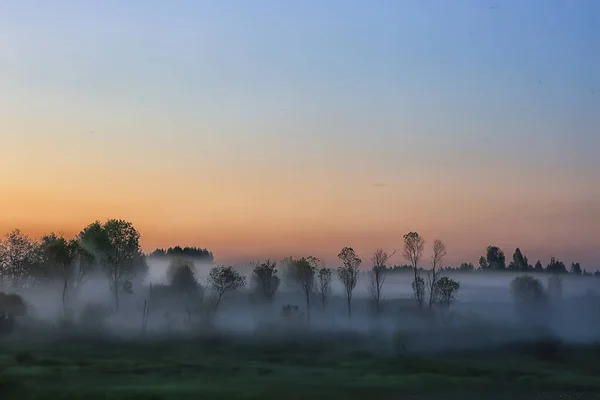 Nebbia Foresta Pluviale Alba Natura Paesaggio Alberi — Foto Stock