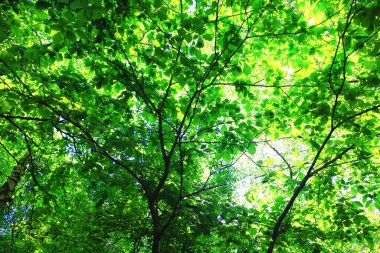 yeşil yapraklar ağaç dalları arka planda yaz mevsimi yaz mevsimi genç orman