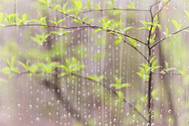 Yağmur dalları cam ağaçlar soyut ıslak, pencere arkaplan görüntüsü doğa