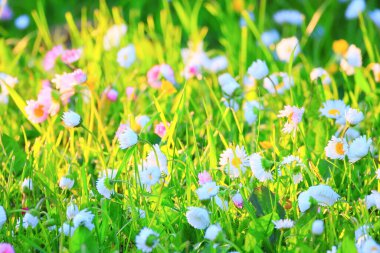 Çiçekler arka planda yaz doğası, tarla yeşili renkli papatyalar.