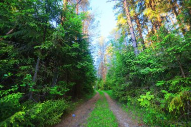 Yeşil Park 'ta güneşli bir yaz günü, arka planda güzel manzara ağaçları.