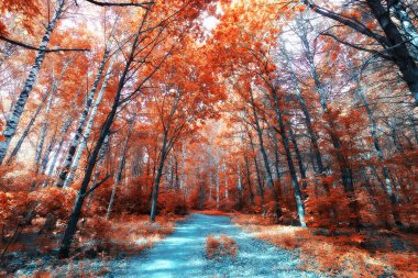 Sonbahar manzarası. Güzel sarı orman. Sonbahar mevsimi.