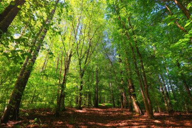 Yeşil Park 'ta güneşli bir yaz günü, arka planda güzel manzara ağaçları.