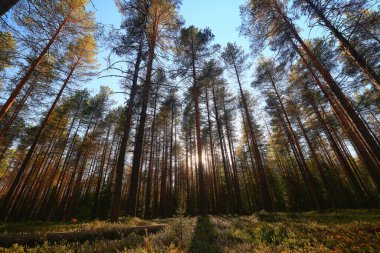Yeşil Park 'ta güneşli bir yaz günü, arka planda güzel manzara ağaçları.