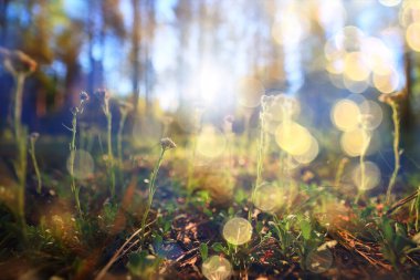 Yeşil Park 'ta güneşli bir yaz günü, arka planda güzel manzara ağaçları.