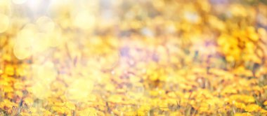 Sarı karahindiba tarlası arka planı, soyut panorama sarı çiçek açan karahindibalar.