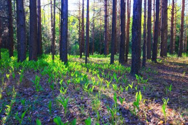 Yeşil Park 'ta güneşli bir yaz günü, arka planda güzel manzara ağaçları.