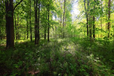 Yeşil Park 'ta güneşli bir yaz günü, arka planda güzel manzara ağaçları.