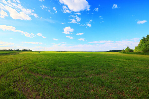 зеленая трава свежие побеги пшеницы, зеленая трава поле летний фон