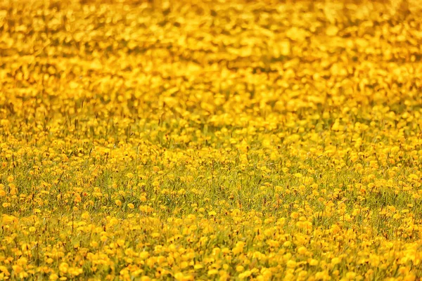 Amarelo Campo Dente Leão Fundo Panorama Abstrato Flor Amarela Florescendo — Fotografia de Stock