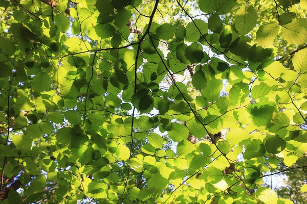 绿叶树梢背景夏季抽象季节夏季自然幼林 — 图库照片