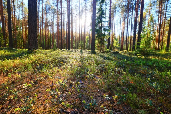 Coníferas Floresta Verão Paisagem Verde Árvores Livre Fundo Natureza — Fotografia de Stock