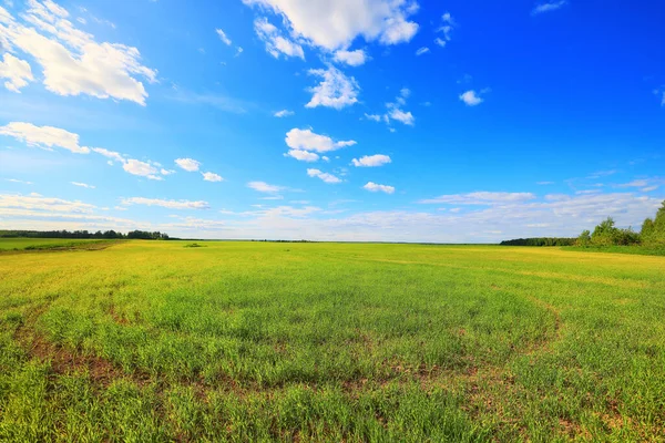 Zelená Tráva Čerstvé Výhonky Pšenice Zelená Tráva Pole Letní Pozadí — Stock fotografie