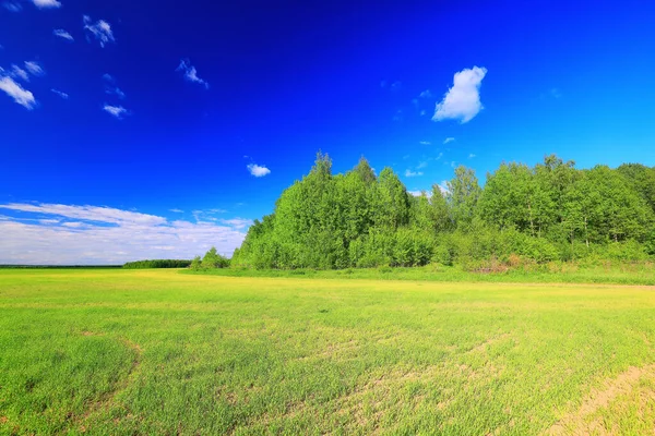 Zelená Tráva Čerstvé Výhonky Pšenice Zelená Tráva Pole Letní Pozadí — Stock fotografie