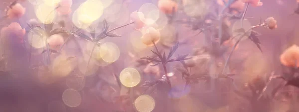 Купальник Дикі Жовті Квіти Літнє Поле Природи Квітами Абстрактний Красивий — стокове фото