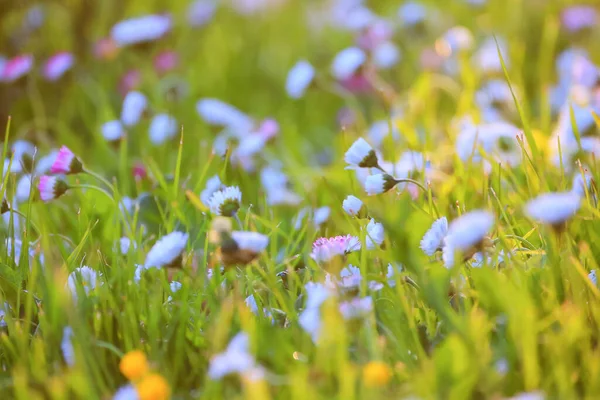 Blommor Prästkragar Bakgrund Sommar Natur Fält Grön Blommande Färgglada Prästkragar — Stockfoto