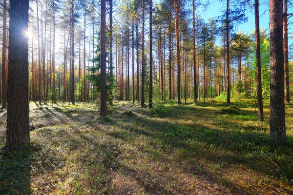 Sol Dia Verão Parque Verde Bela Paisagem Árvores Fundo — Fotografia de Stock