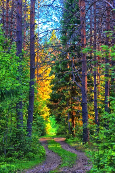 Сонячний Літній День Зеленому Парку Красивий Пейзажний Фон Дерев — стокове фото