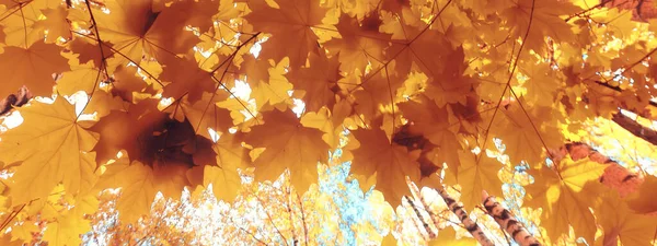 Orange Fall Falling Leaves Autumn Background Yellow Branches Maple — Stock Photo, Image