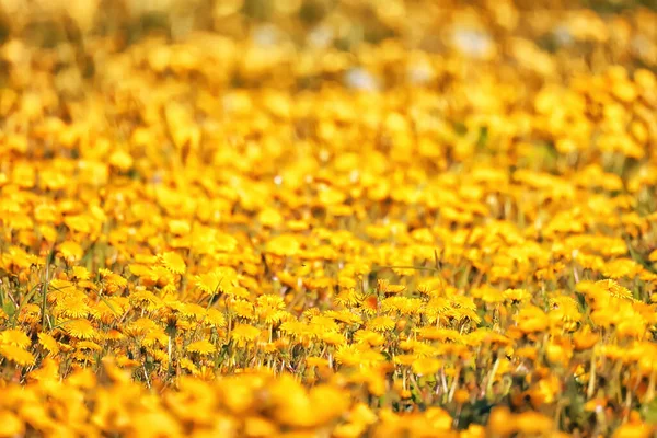 Gul Maskros Fält Bakgrund Abstrakt Panorama Gul Blomma Blommande Maskrosor — Stockfoto