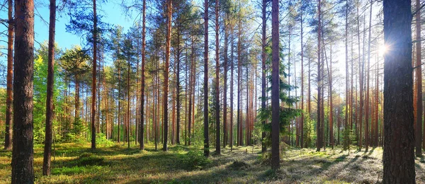 Ensoleillé Journée Été Dans Parc Verdoyant Beau Paysage Arbres Fond — Photo