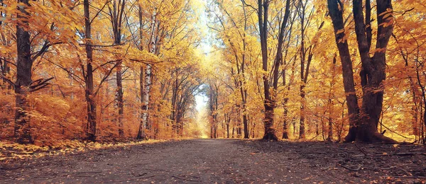 Höst Landskap Bakgrund Vacker Gul Skog Höst Säsong Natur Nedgång — Stockfoto