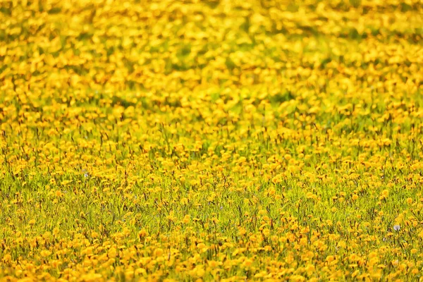 Amarelo Campo Dente Leão Fundo Panorama Abstrato Flor Amarela Florescendo — Fotografia de Stock