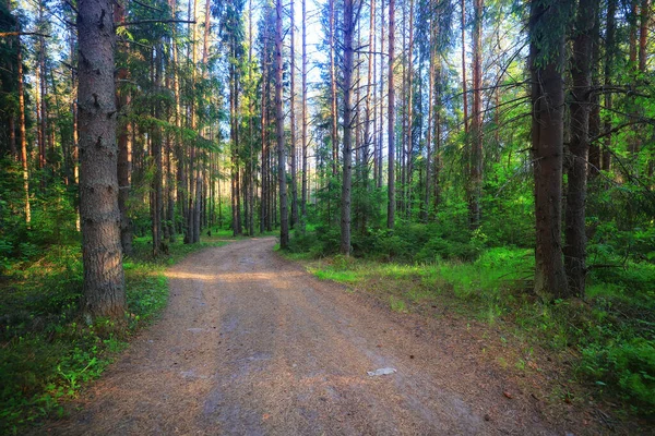 Coníferas Floresta Verão Paisagem Verde Árvores Livre Fundo Natureza — Fotografia de Stock
