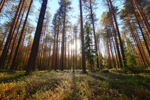 Солнечный Летний День Зеленом Парке Красивые Ландшафтные Деревья — стоковое фото