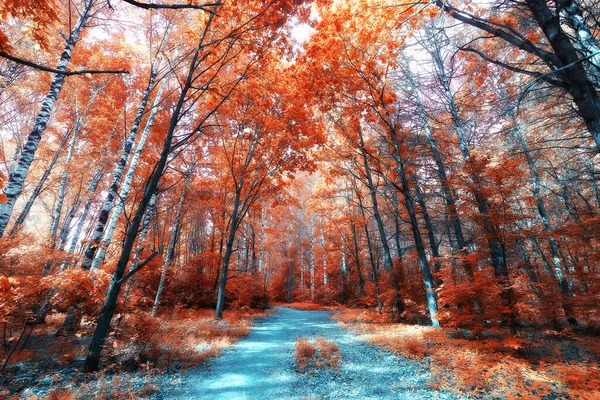 Fall Landscape Background Beautiful Yellow Forest Autumn Season Nature Fall — Stock Photo, Image