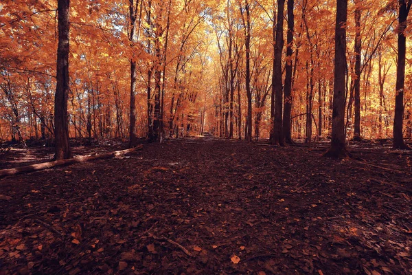 Ősz Táj Háttér Gyönyörű Sárga Erdő Évszak Természet Esik — Stock Fotó