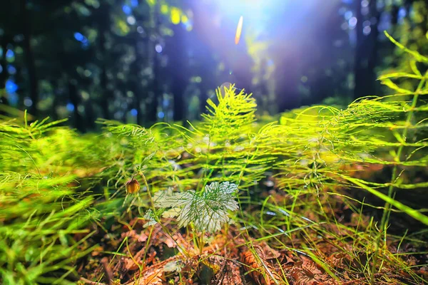 Bosque Coníferas Verano Paisaje Árboles Verdes Aire Libre Fondo Naturaleza — Foto de Stock