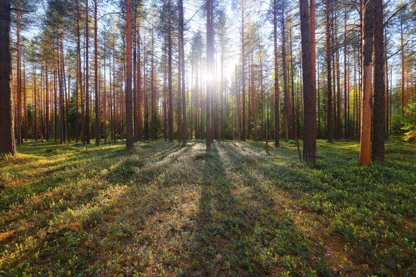 Sol Dia Verão Parque Verde Bela Paisagem Árvores Fundo — Fotografia de Stock