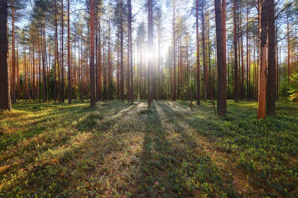 Ensoleillé Journée Été Dans Parc Verdoyant Beau Paysage Arbres Fond — Photo